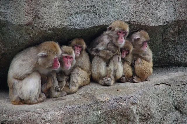 five monkeys experiement, unternehmenskultur